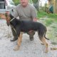 <h1 style="font-size: 12px">Cani da Caccia: Splendidi segugi italiani in seguita su lepre..</h1>
